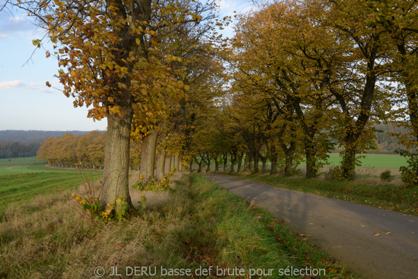 paysage automne